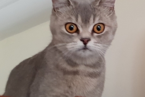 Hayvan Dostlarımız