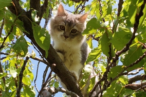 Hayvan Dostlarımız