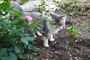 Hayvan Dostlarımız