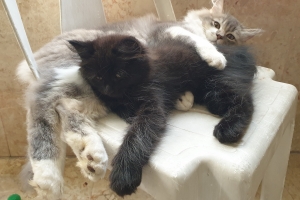 Hayvan Dostlarımız