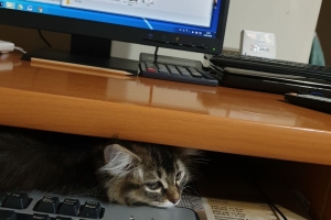 Hayvan Dostlarımız