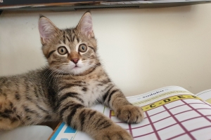 Hayvan Dostlarımız