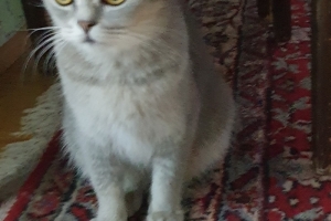 Hayvan Dostlarımız