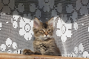 Hayvan Dostlarımız