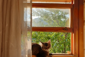 Hayvan Dostlarımız