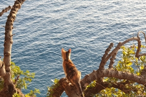 Hayvan Dostlarımız