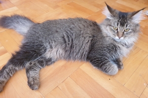 Hayvan Dostlarımız