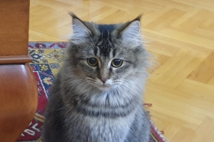 Hayvan Dostlarımız