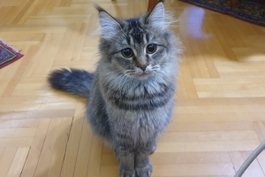 Hayvan Dostlarımız