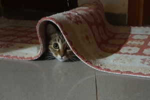 Hayvan Dostlarımız