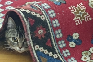 Hayvan Dostlarımız