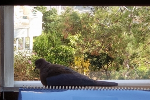 Hayvan Dostlarımız