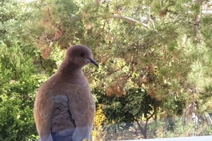 Hayvan Dostlarımız