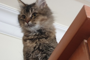 Hayvan Dostlarımız