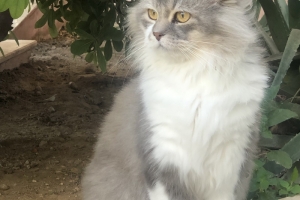 Hayvan Dostlarımız