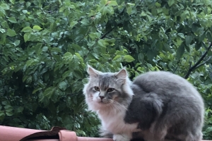 Hayvan Dostlarımız