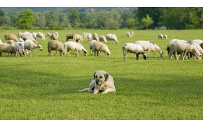 Bize Benzeyip Bizden Olmayan