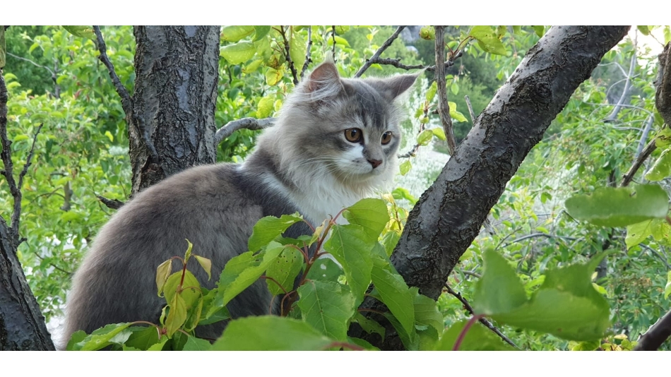 Hayvan Dostlarımız