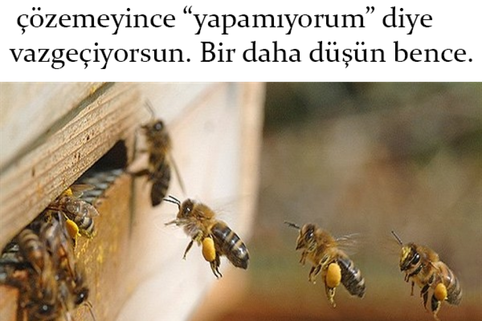 Arılardan İbret Al