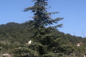 740 Kuşları