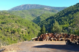 Asırlık Ardıç Ağacının Hikayesi