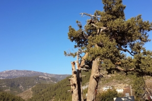 Asırlık Ardıç Ağacının Hikayesi
