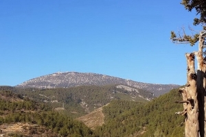 Asırlık Ardıç Ağacının Hikayesi