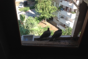 740 Kuşları