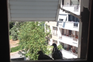 740 Kuşları