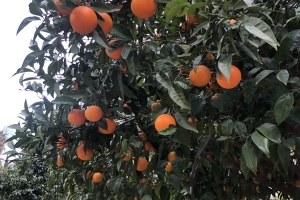 Antalyanın Sembolleri
