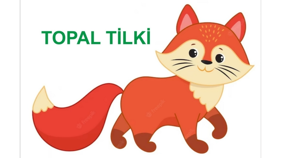 TOPAL TİLKİ